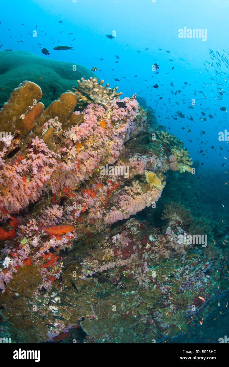 Tauchen bei den Similan Inseln Underwater Park, Thailand, Südostasien Stockfoto