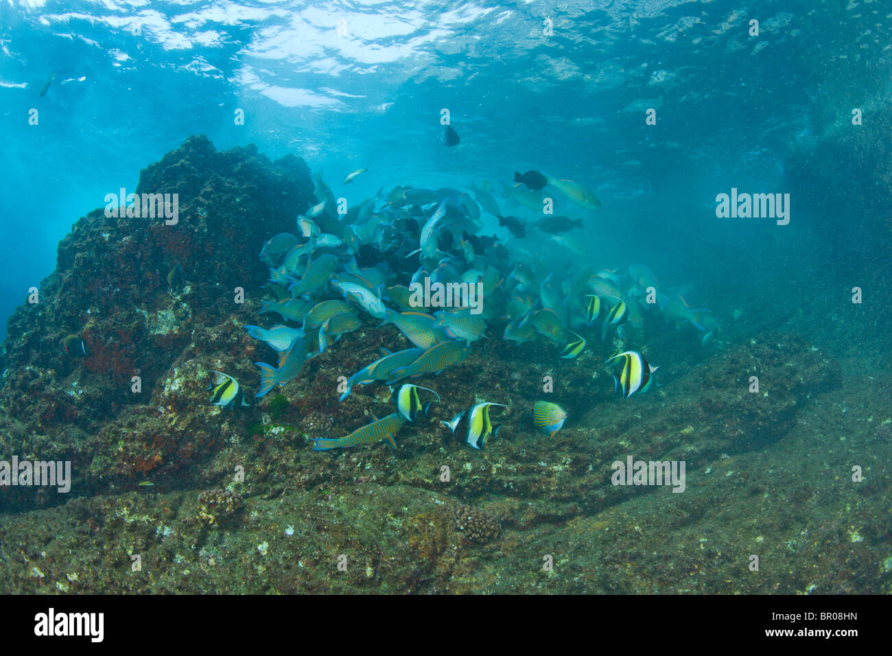 Große Schule von juveniler Papageienfisch (Scarus sp.). Tauchen bei den Similan Inseln Underwater Park, Thailand, Südostasien Stockfoto