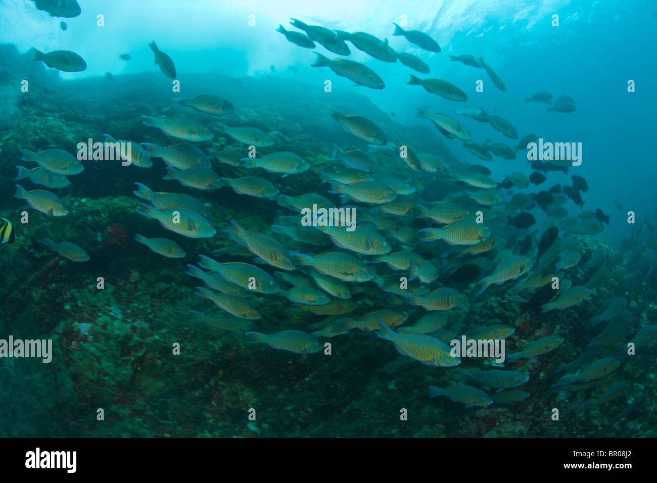 Große Schule von juveniler Papageienfisch (Scarus sp.) Tauchen bei den Similan Inseln Underwater Park, Thailand, Südostasien Stockfoto