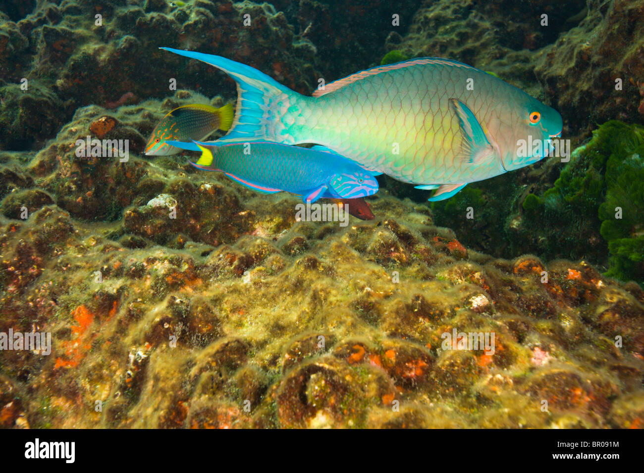 Papageienfische & Wrasse, Tauchen an Richelieu Rock, Mu Koh Surin National Marine Park, nur nördlich von Similan Inseln, Stockfoto
