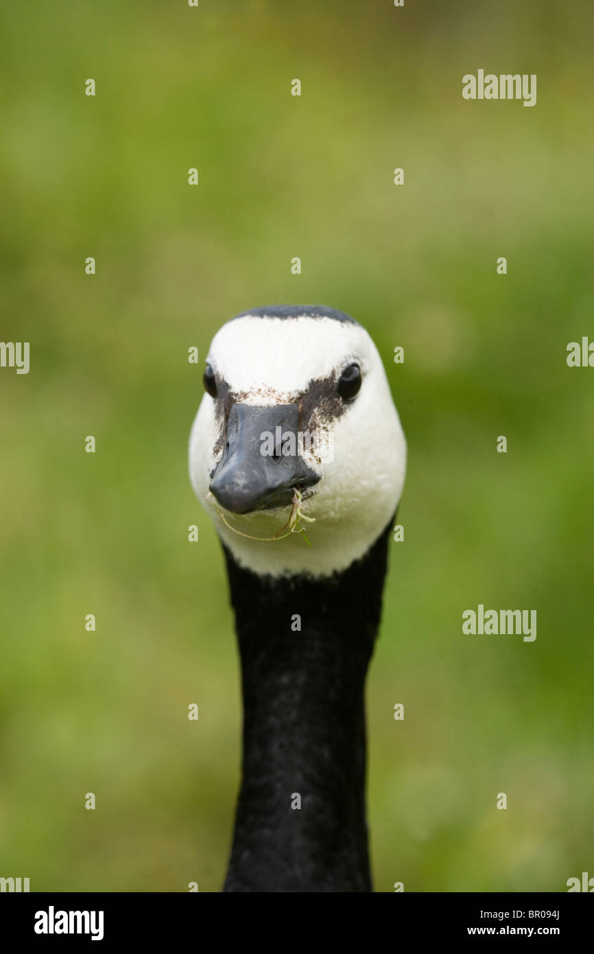 Weißwangengans (Branta Leucopsis). Porträt. Stereoskopischen Sehens; beide Augen zu freuen, Richter Abstand. Stockfoto