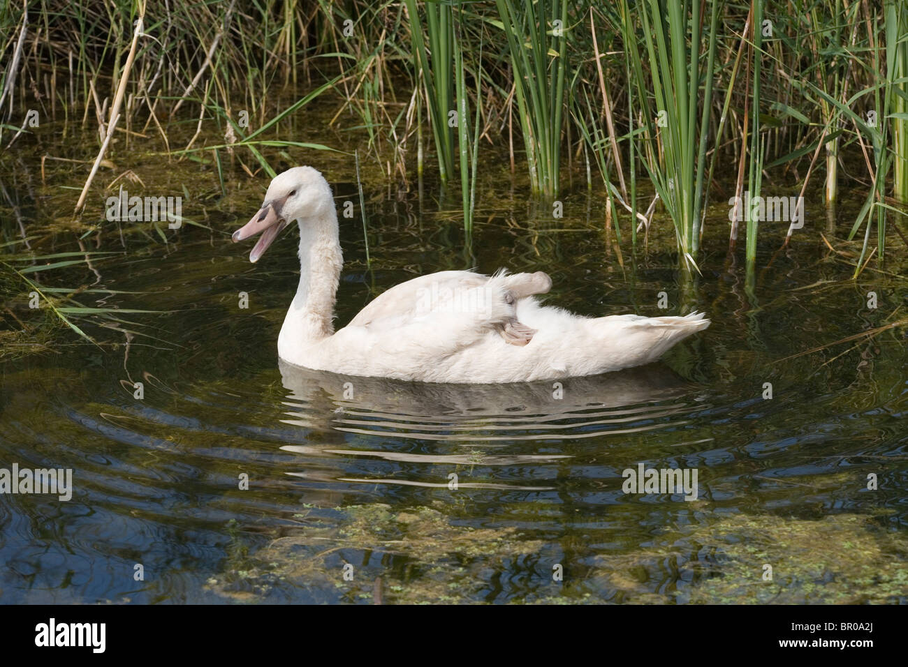 Höckerschwan (Cygnus Olor), Schwimmen in einem Deich, mit einem Fuß. Über Rump blass rosa, indikative polnische Mutation statt Fuß zurückgezogen. Stockfoto