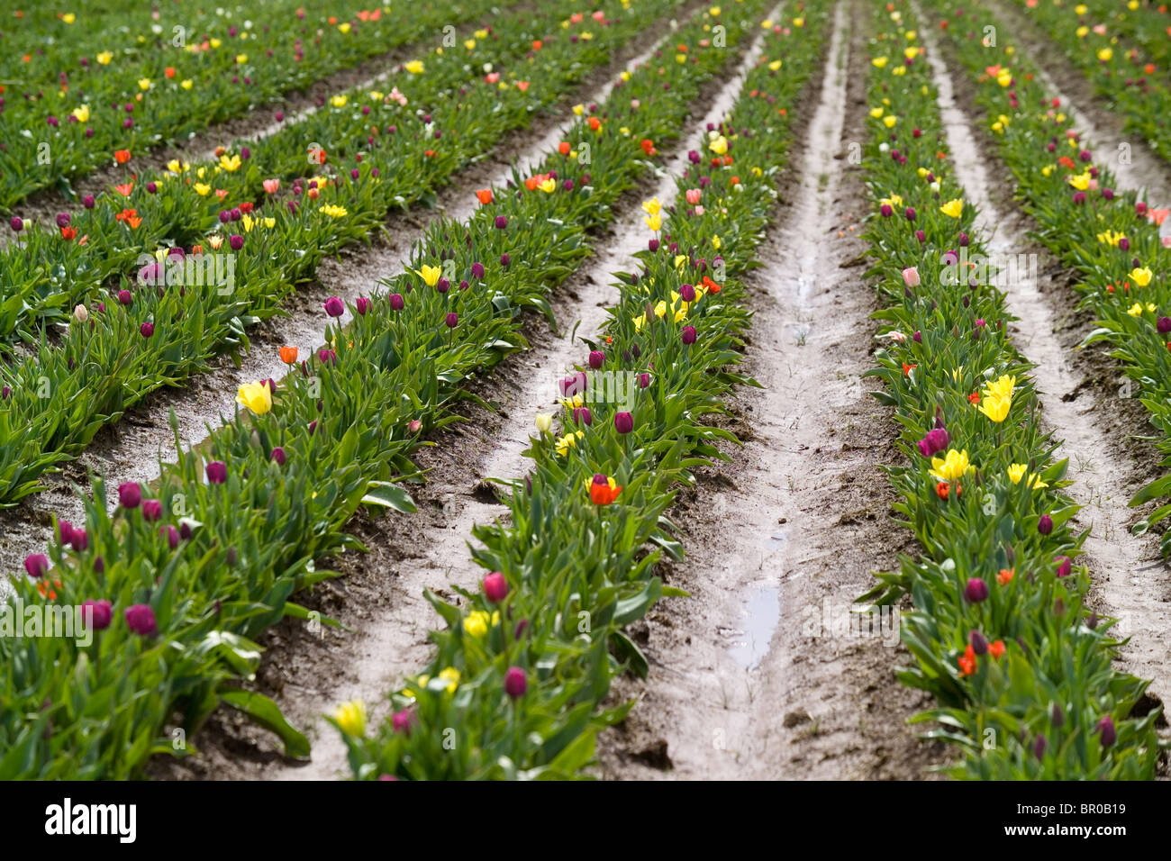 Tulpen blühen in bunten Zeilen. Stockfoto