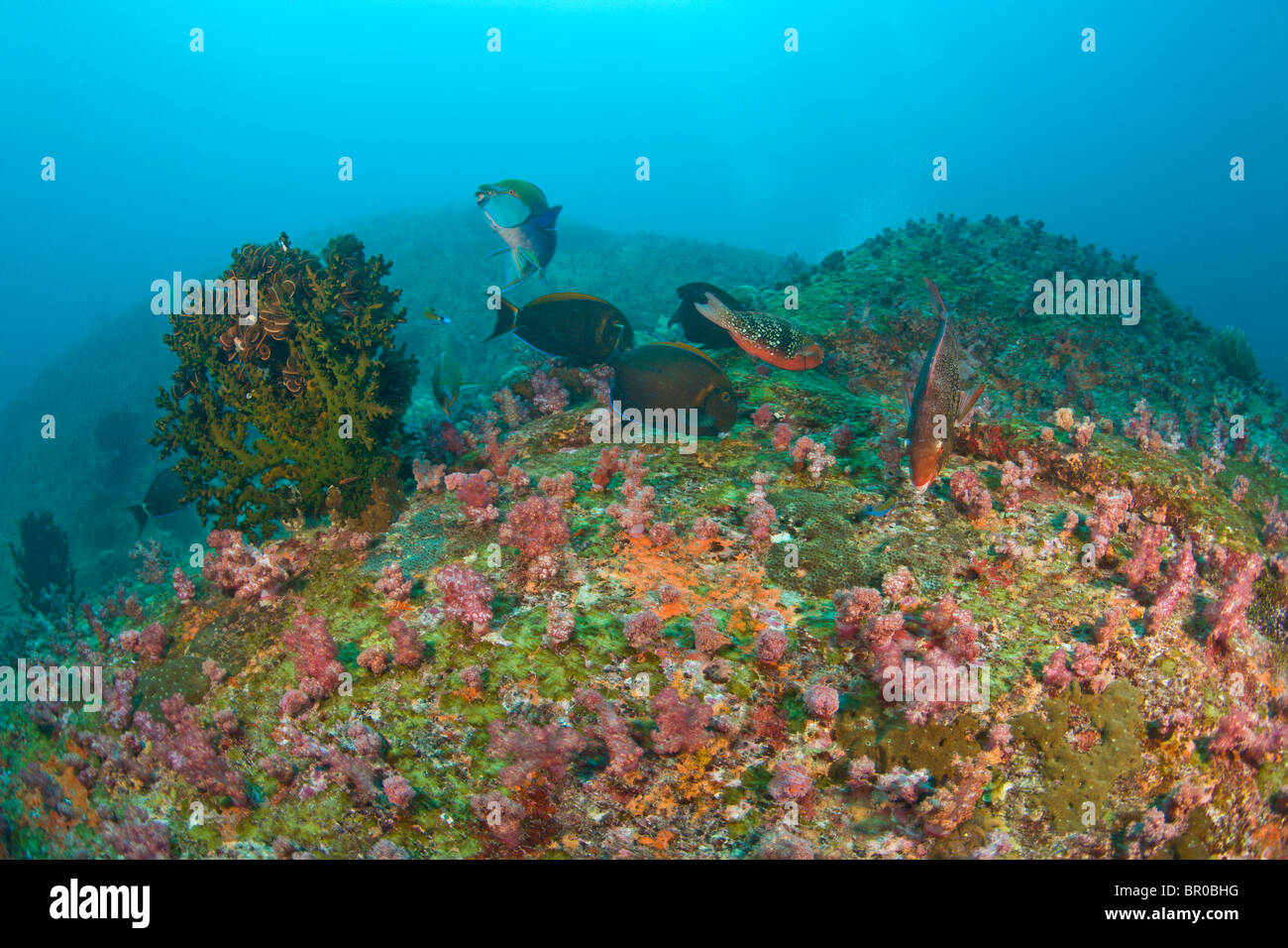Tauchen bei den Similan Inseln Underwater Park, Thailand, Südostasien Stockfoto