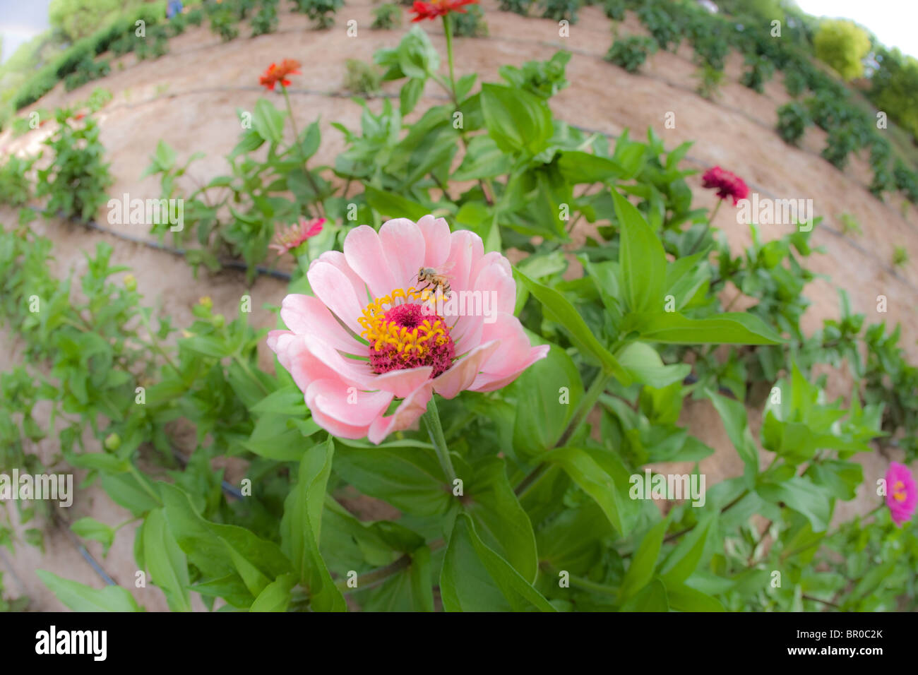 Biene, die Landung auf eine rosa Blume Stockfoto