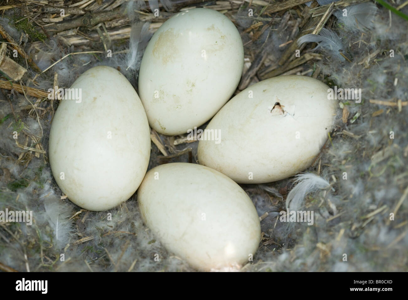 Pink-footed Goose (Anser Brachyrhynchus). Nest mit vier Eier. Eine auf rechten Seite mit Gosling Chippen. Stockfoto