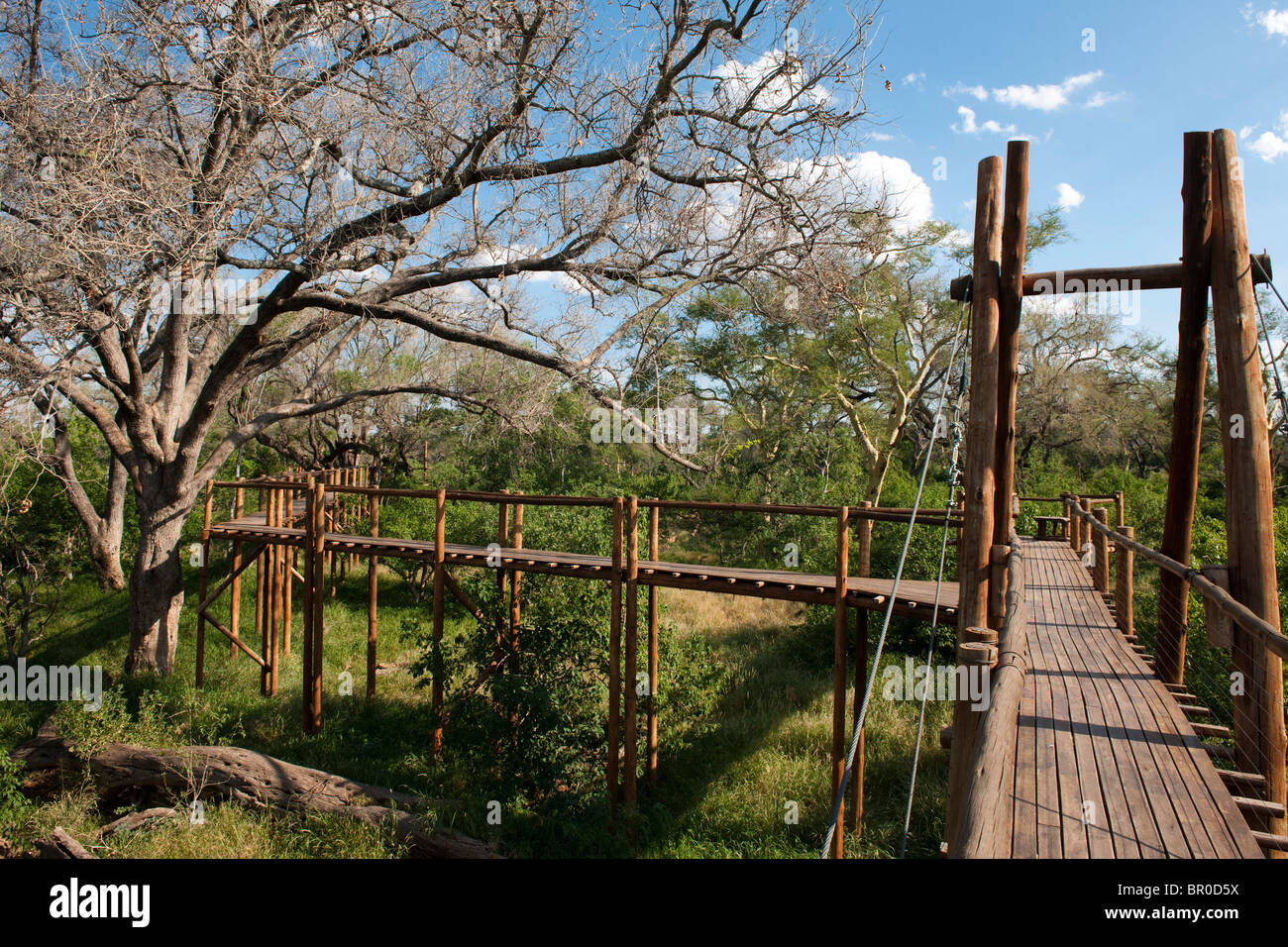 Treetop Walk, Mapungubwe National Park, Südafrika Stockfoto
