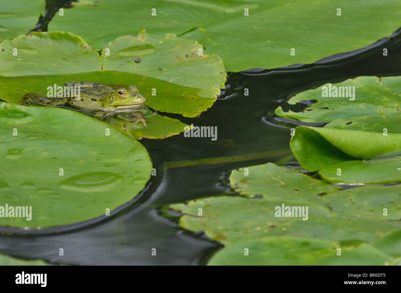 Pool-Frosch (Rana Lessonae) stehend auf einem Blatt der Seerose Stockfoto