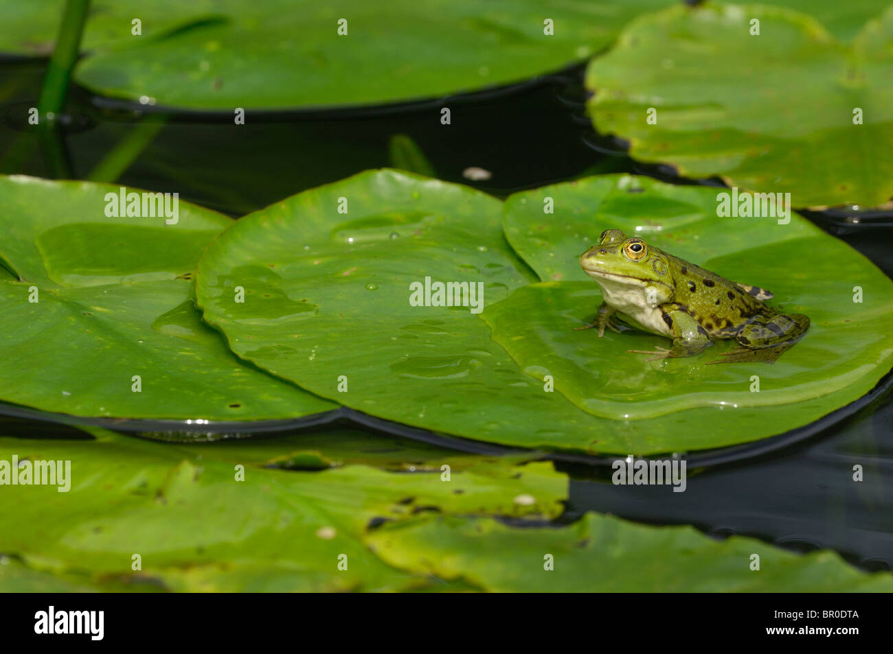 Pool-Frosch (Rana Lessonae) stehend auf einem Blatt der Seerose Stockfoto