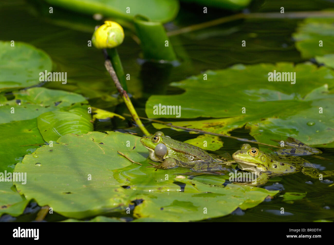 Pool-Frosch (Rana Lessonae) - paar quaken auf einem Blatt eine gelbe Seerose Stockfoto