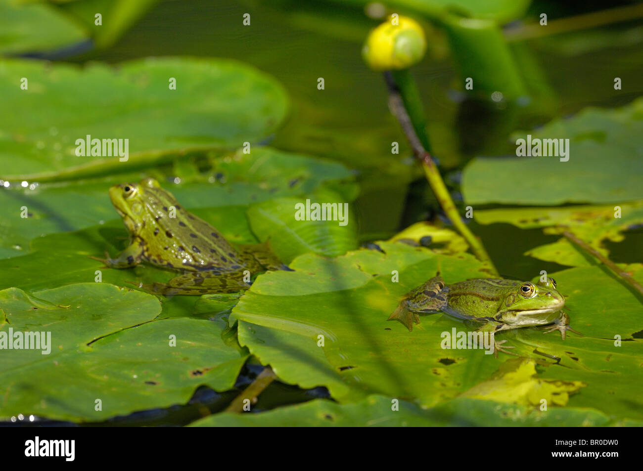 Pool-Frosch (Rana Lessonae) - Blätter paar steht auf der gelben Seerose Stockfoto