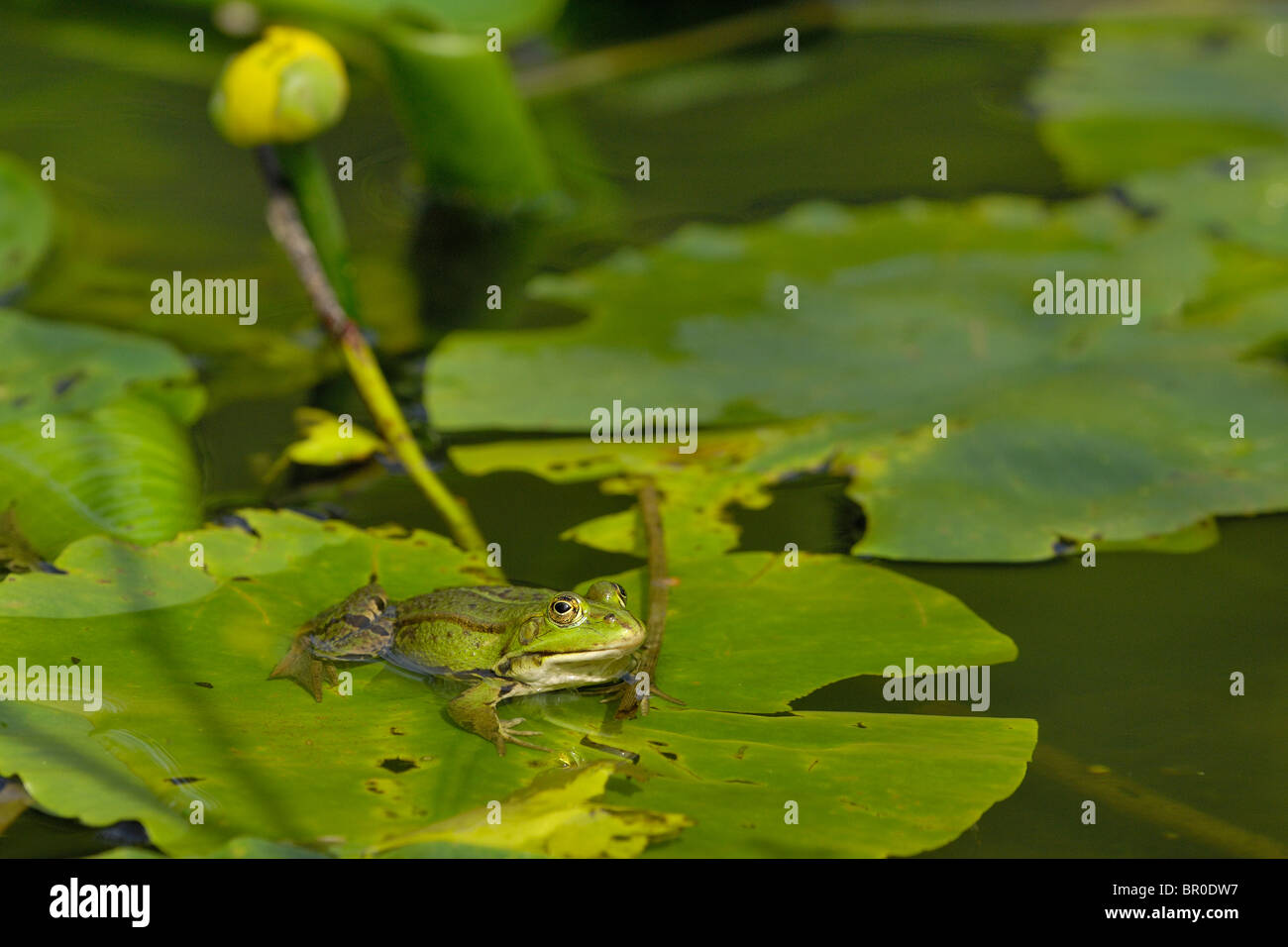 Pool-Frosch (Rana Lessonae) auf einem Blatt eine gelbe Seerose Stockfoto