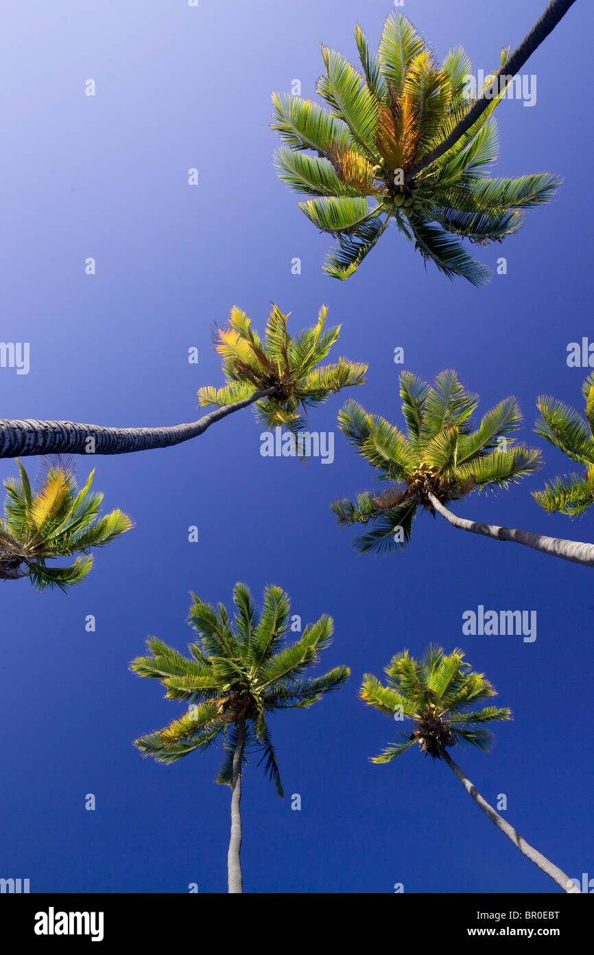 Einem niedrigen Winkel Blick auf Palmen (Palmsonntag) im Kamehameha Palmenhain auf Molokai, Hawaii. Stockfoto