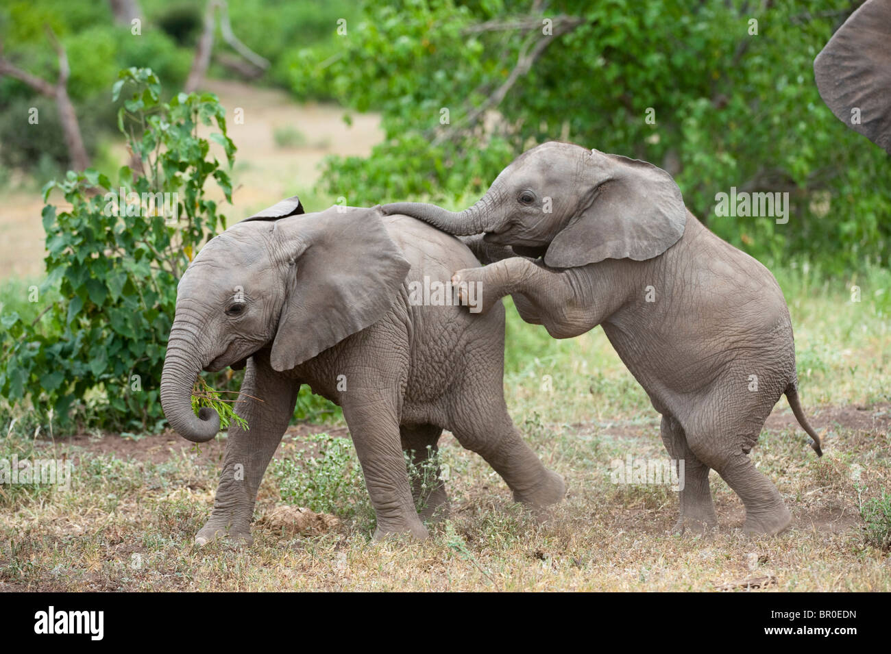 Baby afrikanische Elefanten spielen (Loxodonta Africana Africana), Mashatu Wildreservat, Tuli Block, Botswana Stockfoto