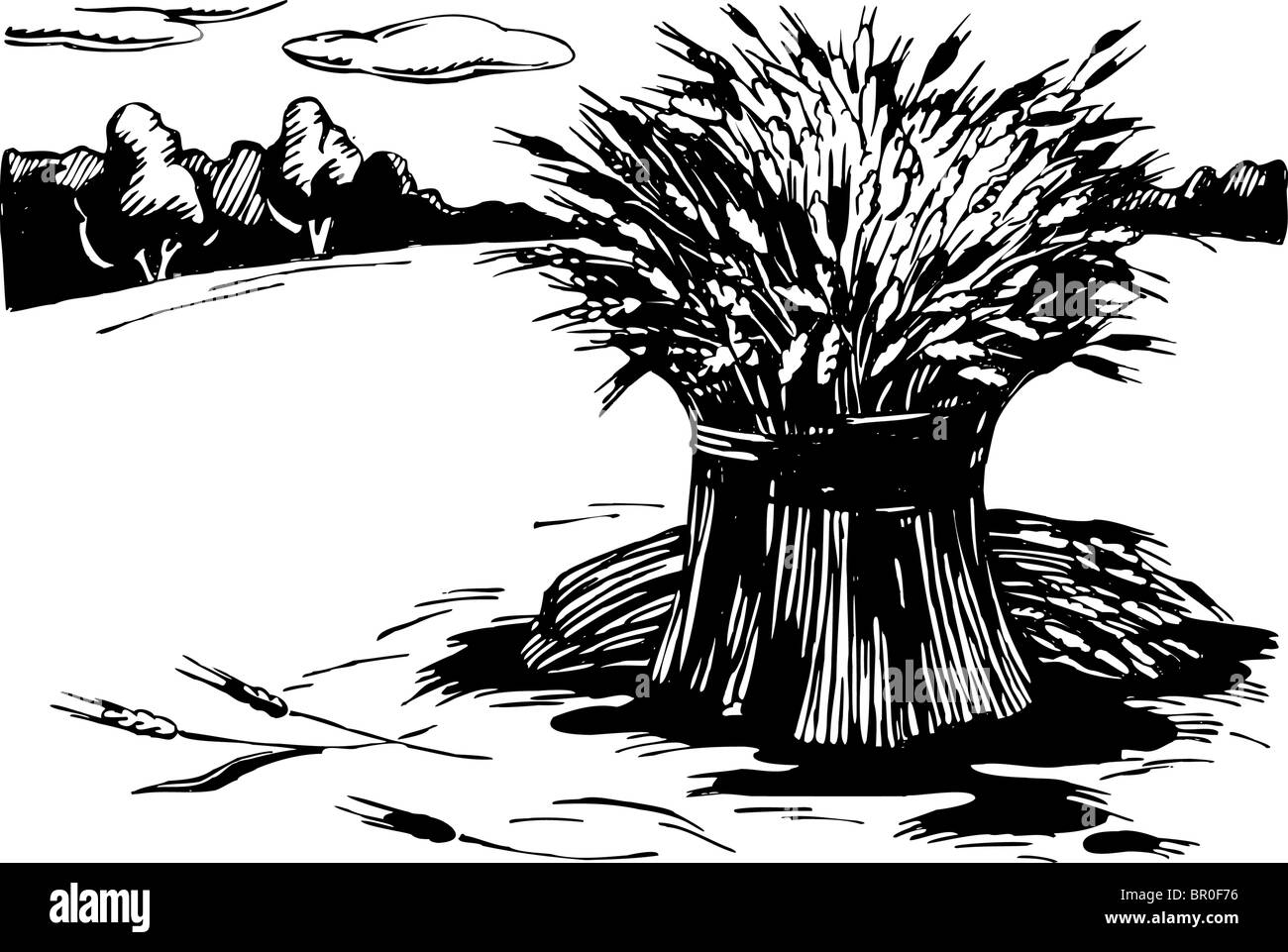 Eine schwarz / weiß Darstellung Bündel von Weizen im Feld Stockfoto