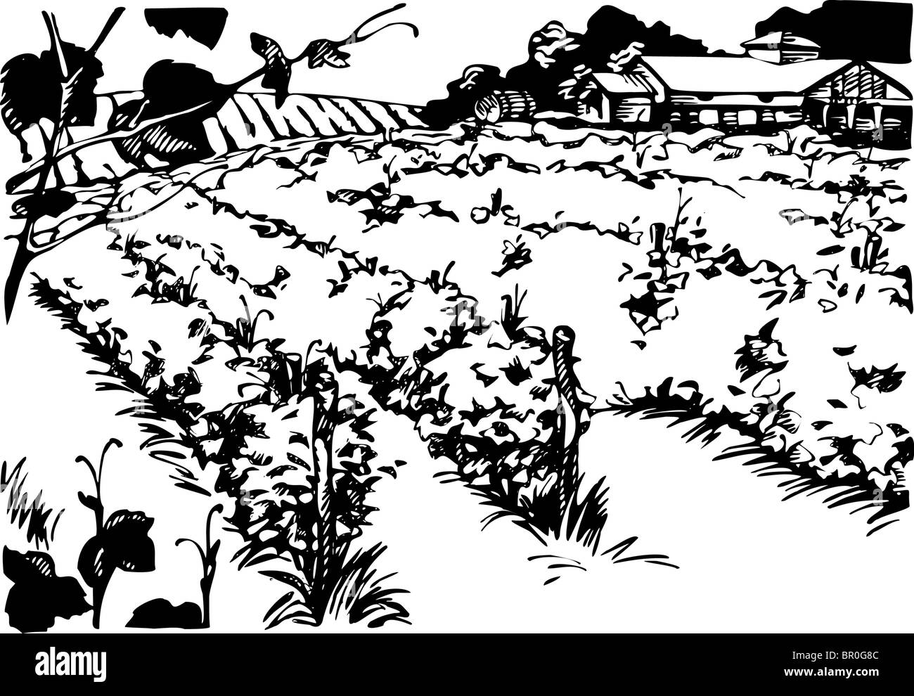 Ein Feld Ernten schwarz Stockfoto