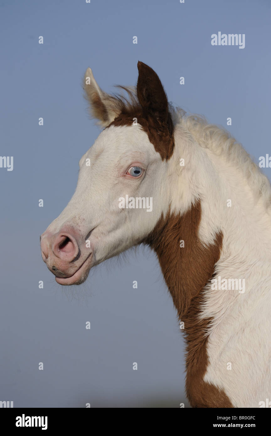 Arabische Pinto-Pferd (Equus Ferus Caballus), Portrait eines Fohlens Stockfoto