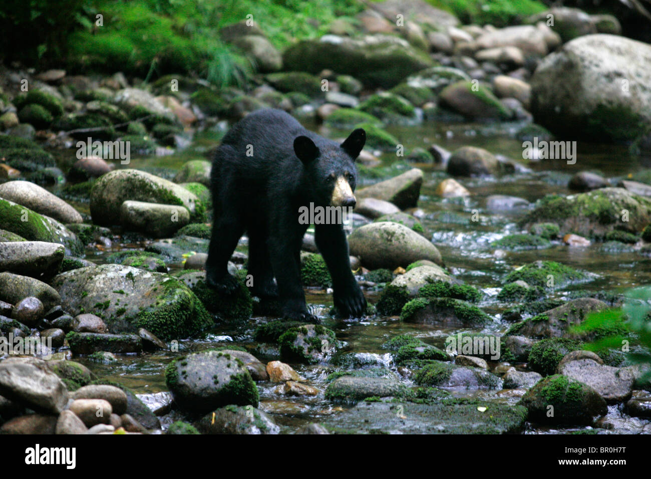 Ein Tyoung Schwarzbär in der Lost River in new Hamphire White Mountain National Forest Stockfoto