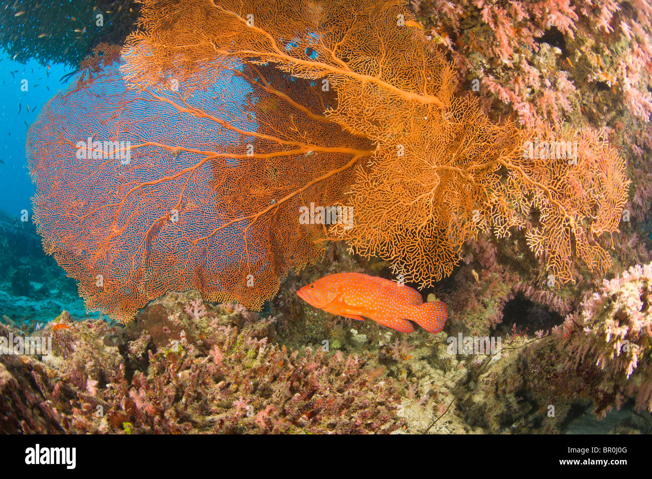 Korallen-Zackenbarsch (Cephalopholis Miniata), Tauchen bei den Similan Inseln Underwater Park, Thailand, Südostasien Stockfoto
