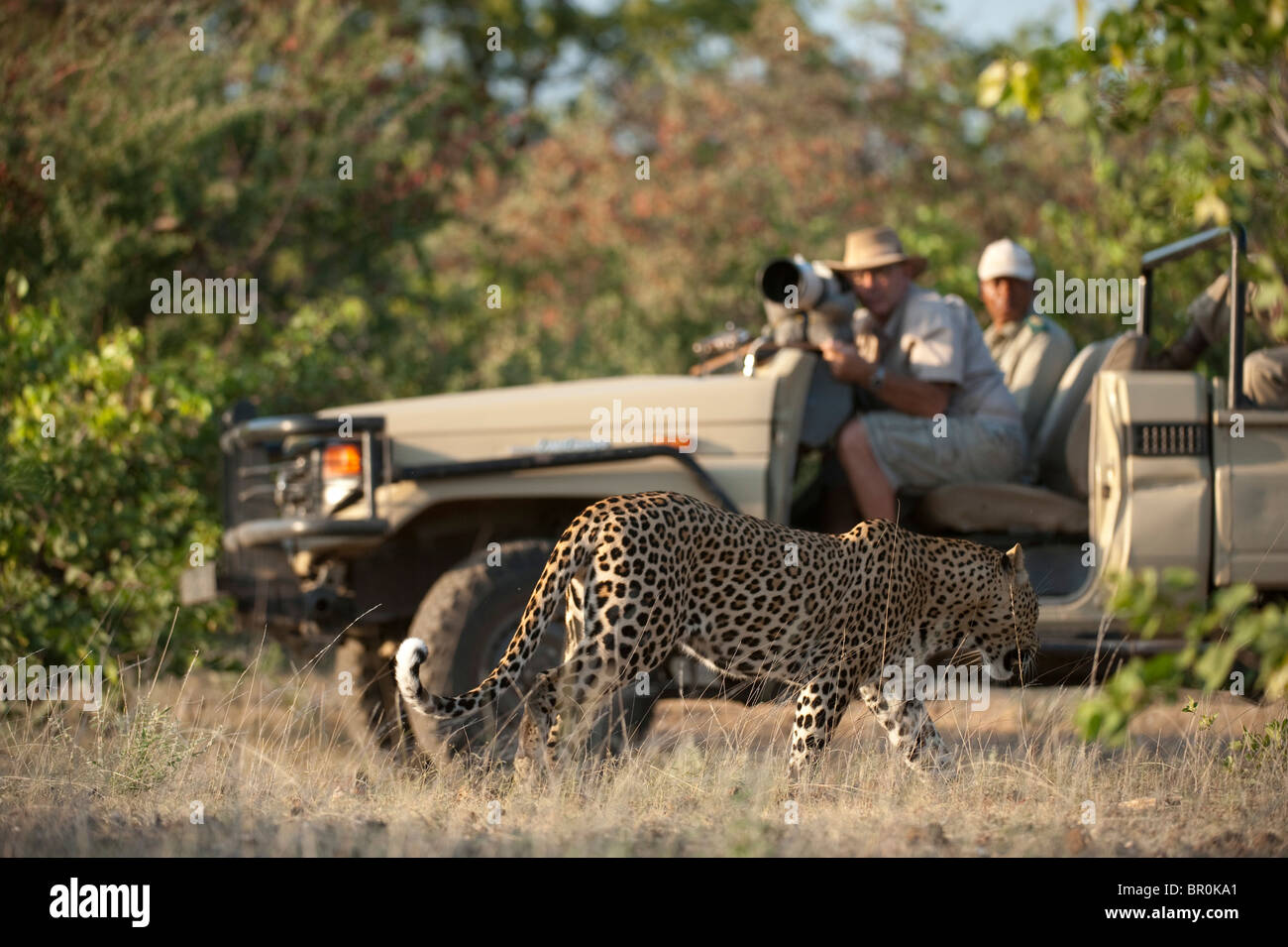 Touristen, die gerade ein Leopard auf Safari(Panthera pardus), Mashatu Wildreservat, Tuli Block, Botswana Stockfoto