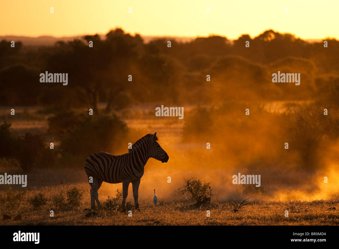 Burchell Zebra bei Sonnenuntergang (Equus Burchellii), Mashatu Wildreservat, Tuli Block, Botswana Stockfoto
