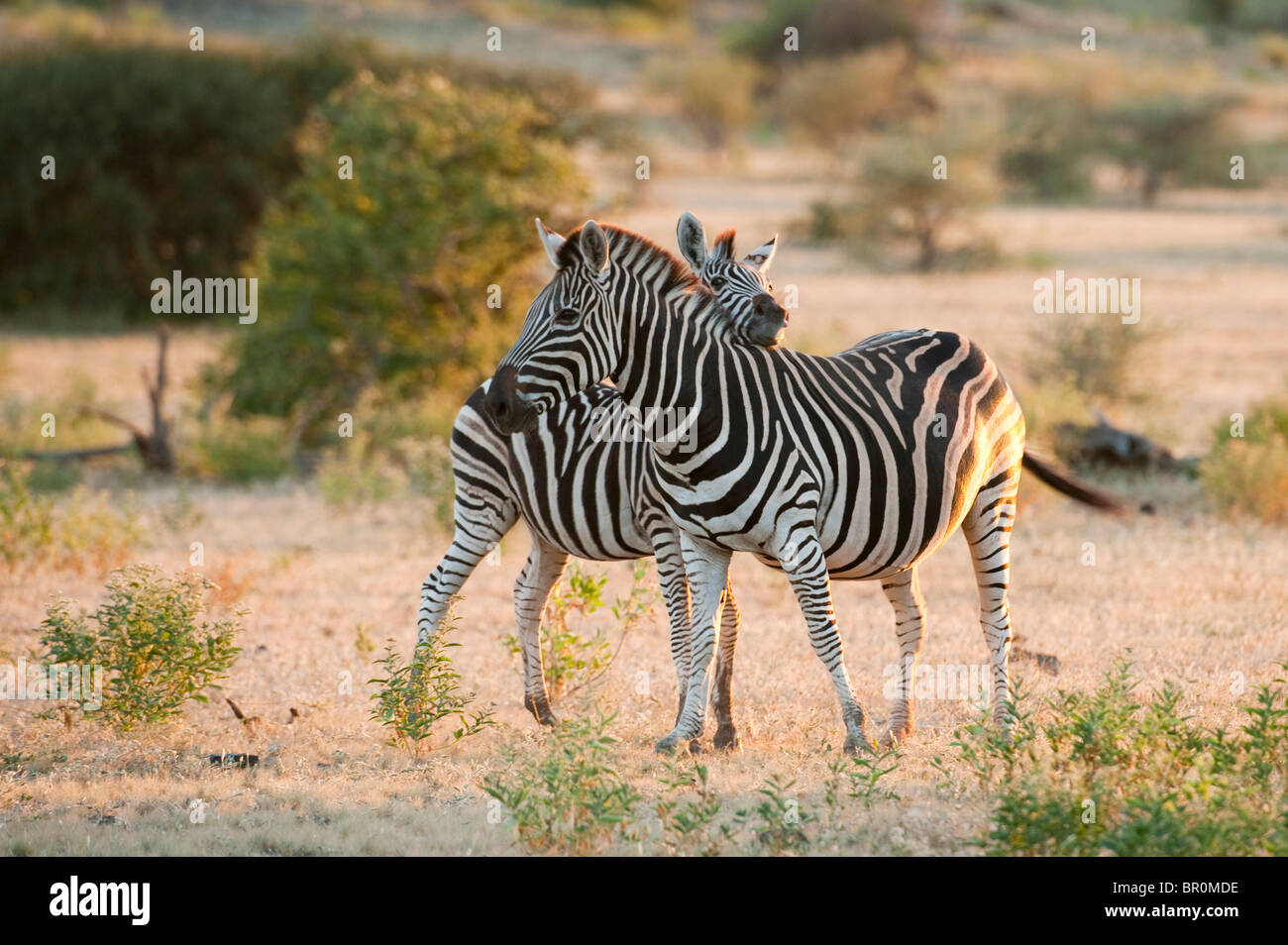 Burchell Zebra (Equus Burchellii), Mashatu Wildreservat, Tuli Block, Botswana Stockfoto