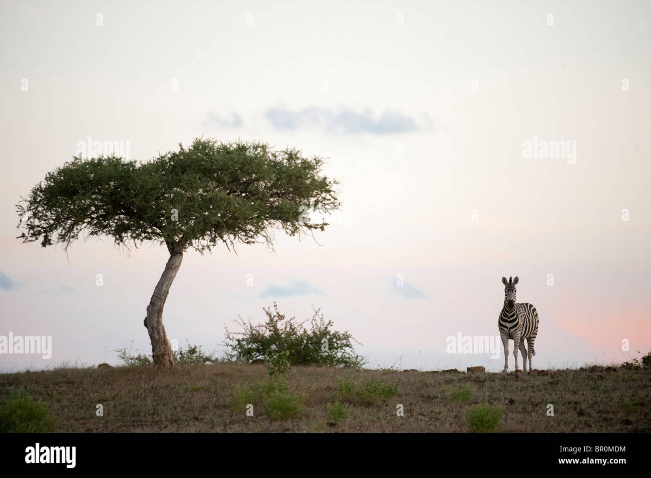 Burchell Zebra (Equus Burchellii), Mashatu Wildreservat, Tuli Block, Botswana Stockfoto
