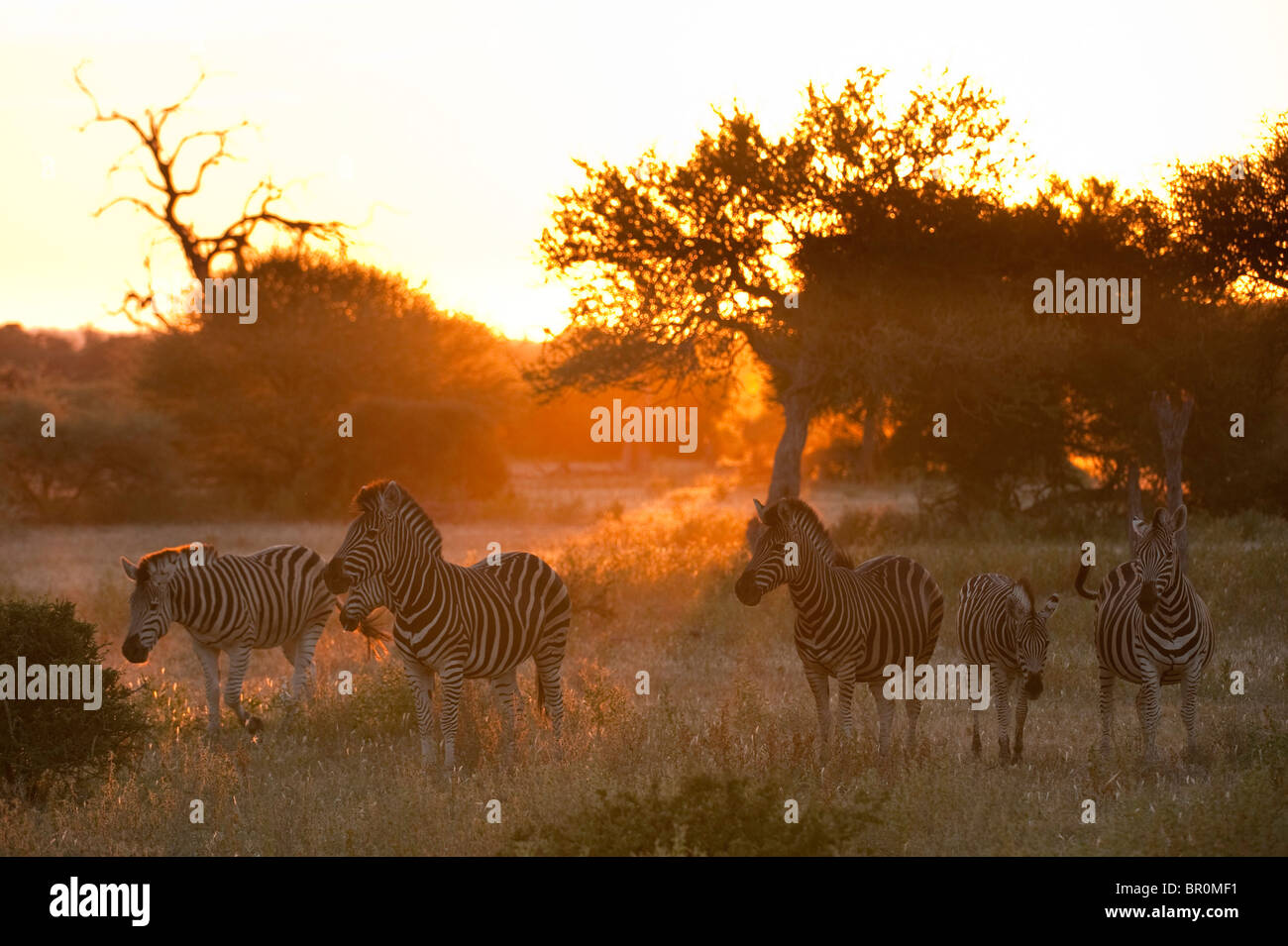Burchell Zebra bei Sonnenuntergang (Equus Burchellii), Mashatu Wildreservat, Tuli Block, Botswana Stockfoto