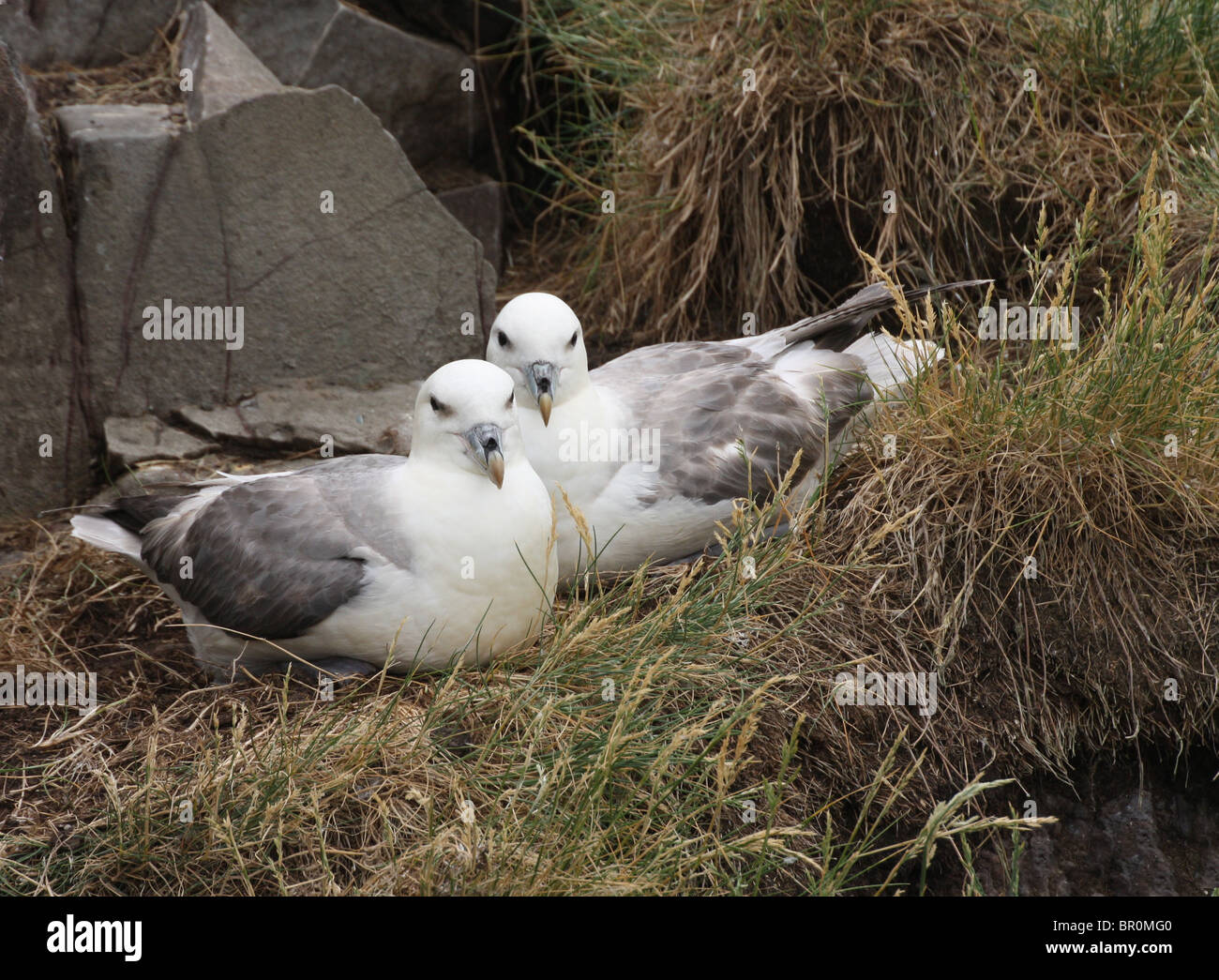 Paar der Eissturmvogel (Fulmarus Cyclopoida) auf dem Nest - Farne Islands, Northumberland, UK. Stockfoto