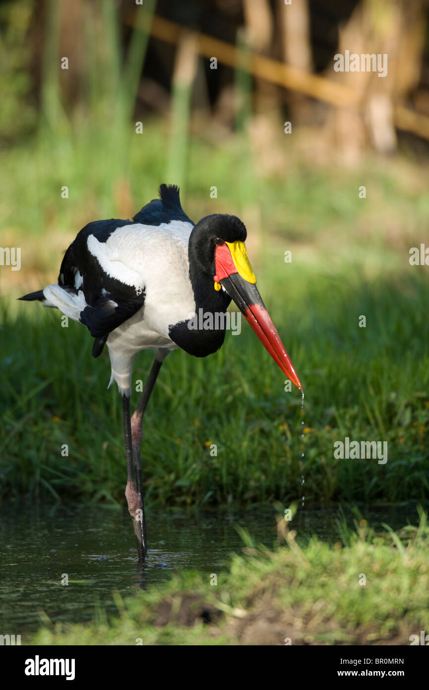 Sattel – abgerechnet Storch (Nahrung Senegalensis), Arusha, Tansania Stockfoto