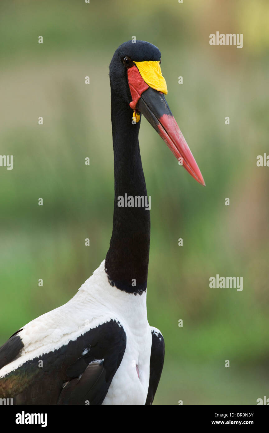 Sattel – abgerechnet Storch (Nahrung Senegalensis), Arusha, Tansania Stockfoto