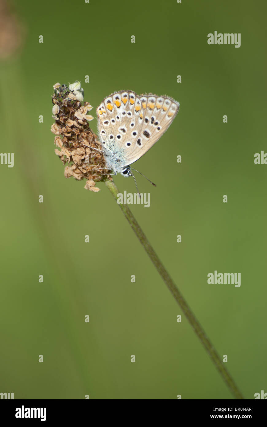 Azuré du Wegerich, Schmetterling Stockfoto