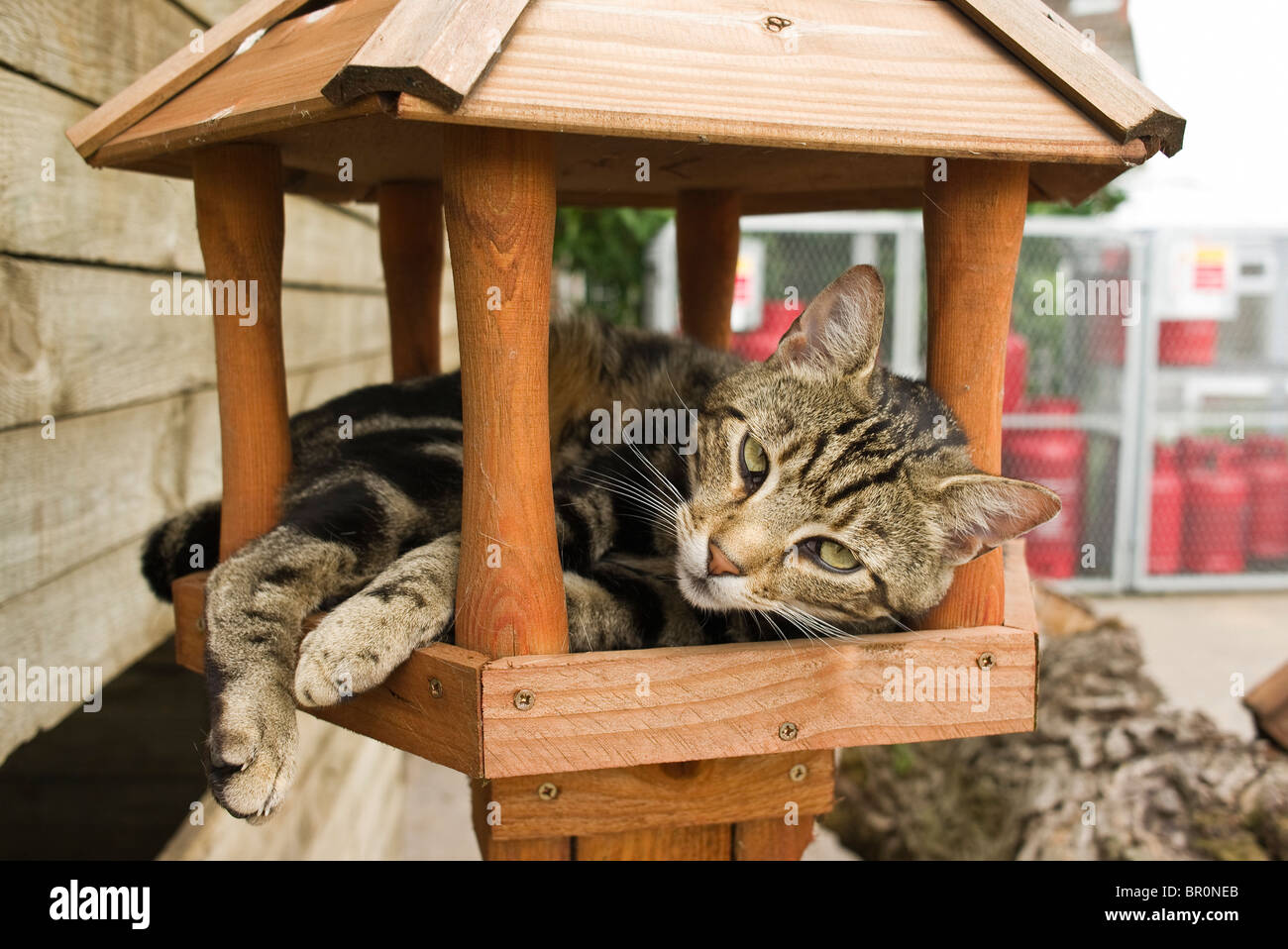 Ruhe im Inneren ein Holz Vogelhaus Katze Stockfoto