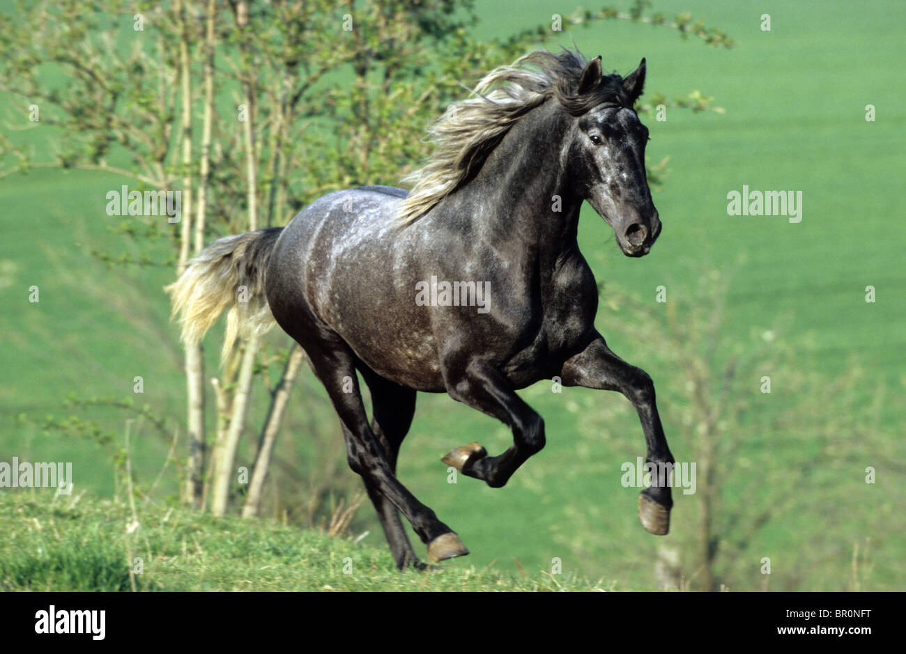 Andalusische Pferd (Equus Ferus Caballus). Junghengst im Galopp auf der Wiese Stockfoto