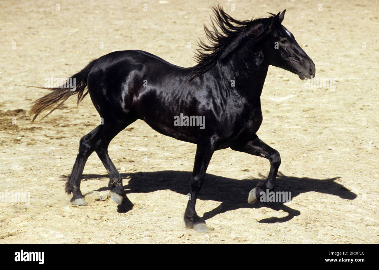 Andalusischen Pferd (Equus Ferus Caballus), jungen schwarzen Hengst im Trab in einem Paddock. Stockfoto