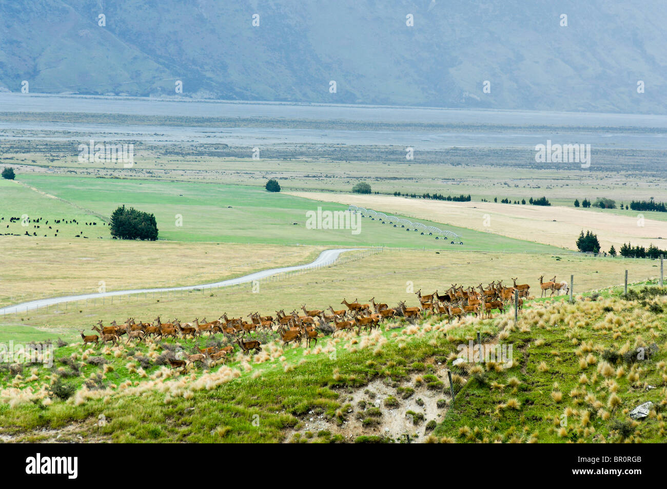 Neuseeland, Südinsel, Potts reichen. Hirsch, Landwirtschaft