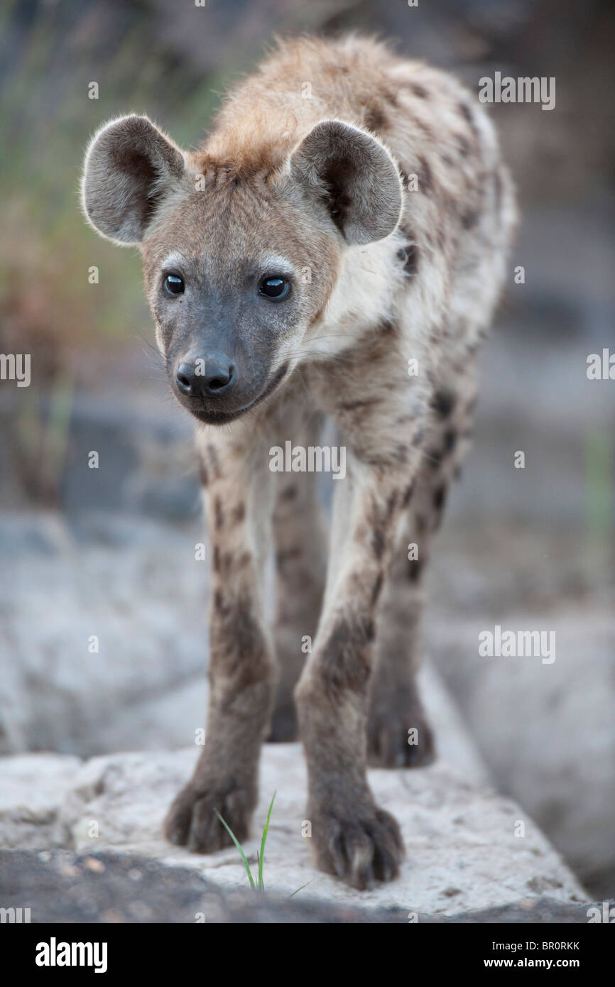 Hyänen (Crocuta Crocuta), entdeckt Mashatu Wildreservat, Tuli Block, Botswana Stockfoto