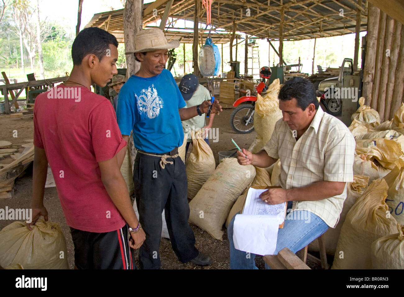 Costa Rica Arbeitnehmer wiegen Taschen von Teak Samenkapseln auf einer Plantage in der Nähe von Tamarindo, Costa Rica. Stockfoto