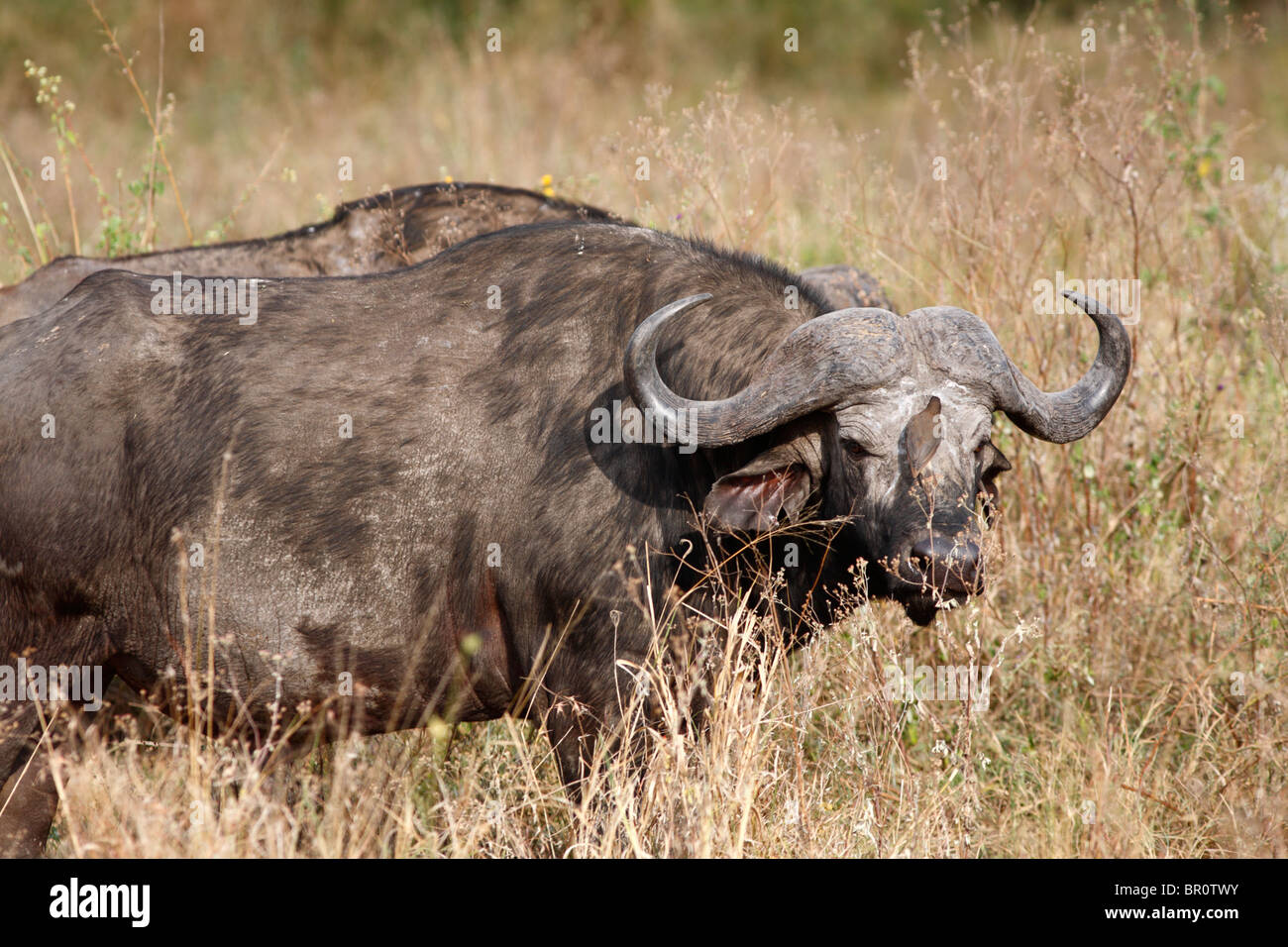 Afrikanischer Büffel im Serengeti Nationalpark, Tansania Stockfoto