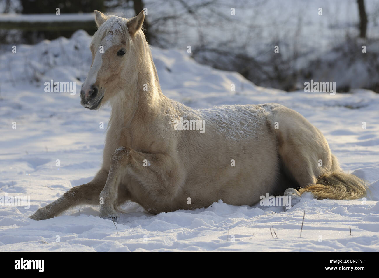 German Riding Pony (Equus Ferus Caballus). Stute im Schnee liegen. Stockfoto