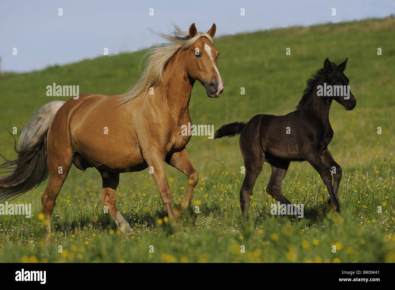 Tennessee Walking Horse (Equus Ferus Caballus). Stute mit Fohlen auf einer Wiese. Stockfoto