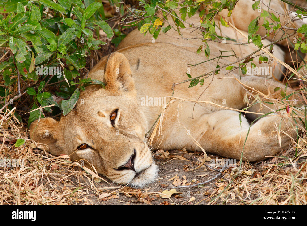 Löwin Panthera Leo, Selous Game Reserve, Tansania Stockfoto