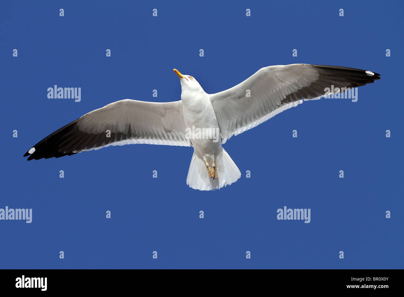 Möwen fliegen gegen blauen Himmel Stockfoto