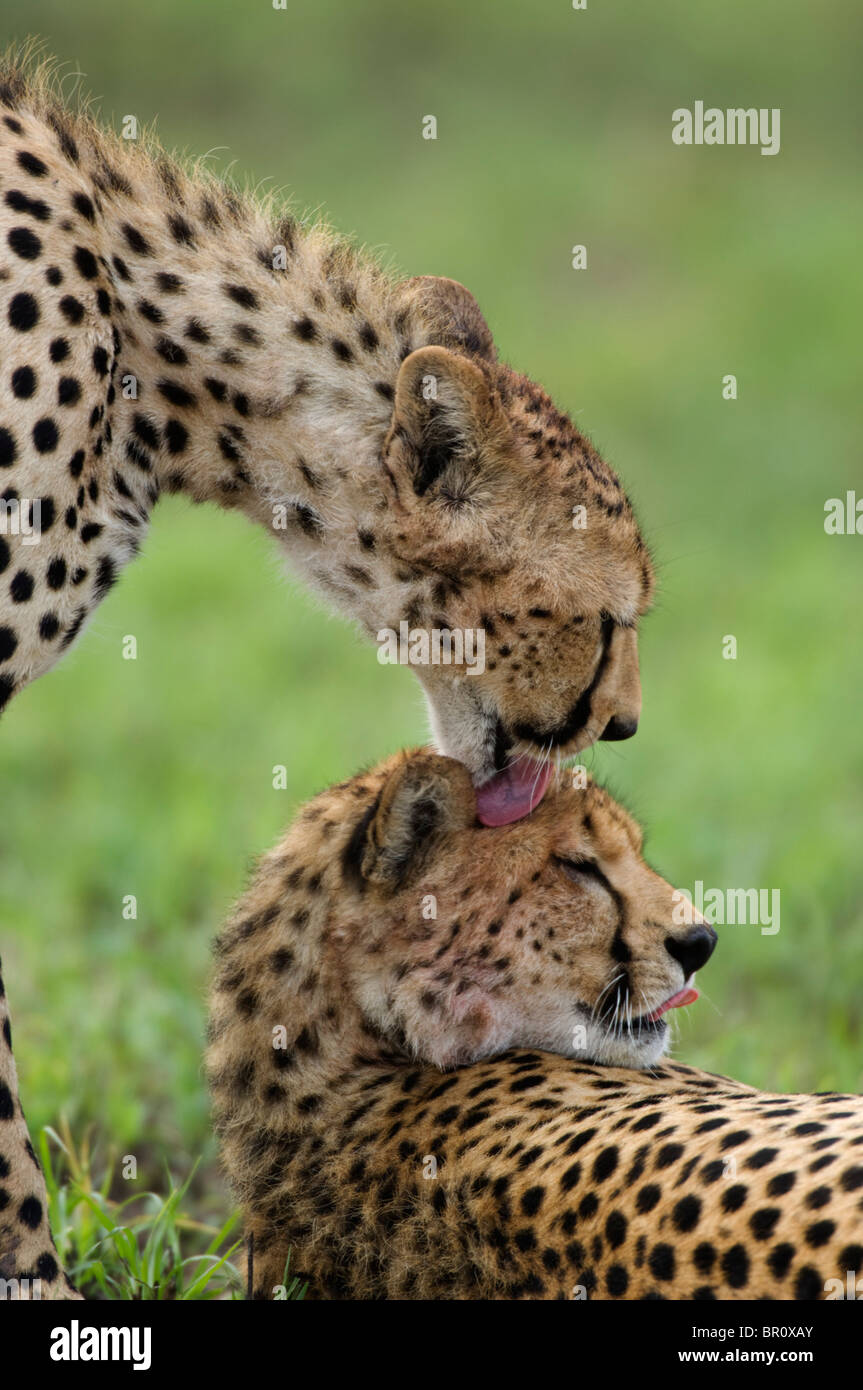 Gepard (Acinonyx Jubatus), Serengeti Nationalpark, Tansania Stockfoto