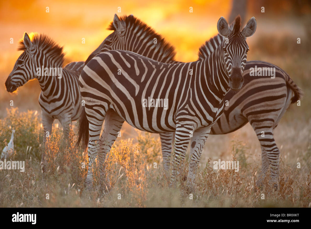 Burchell Zebra bei Sonnenuntergang (Equus Burchellii), Mashatu Wildreservat, Tuli Block, Botswana Stockfoto