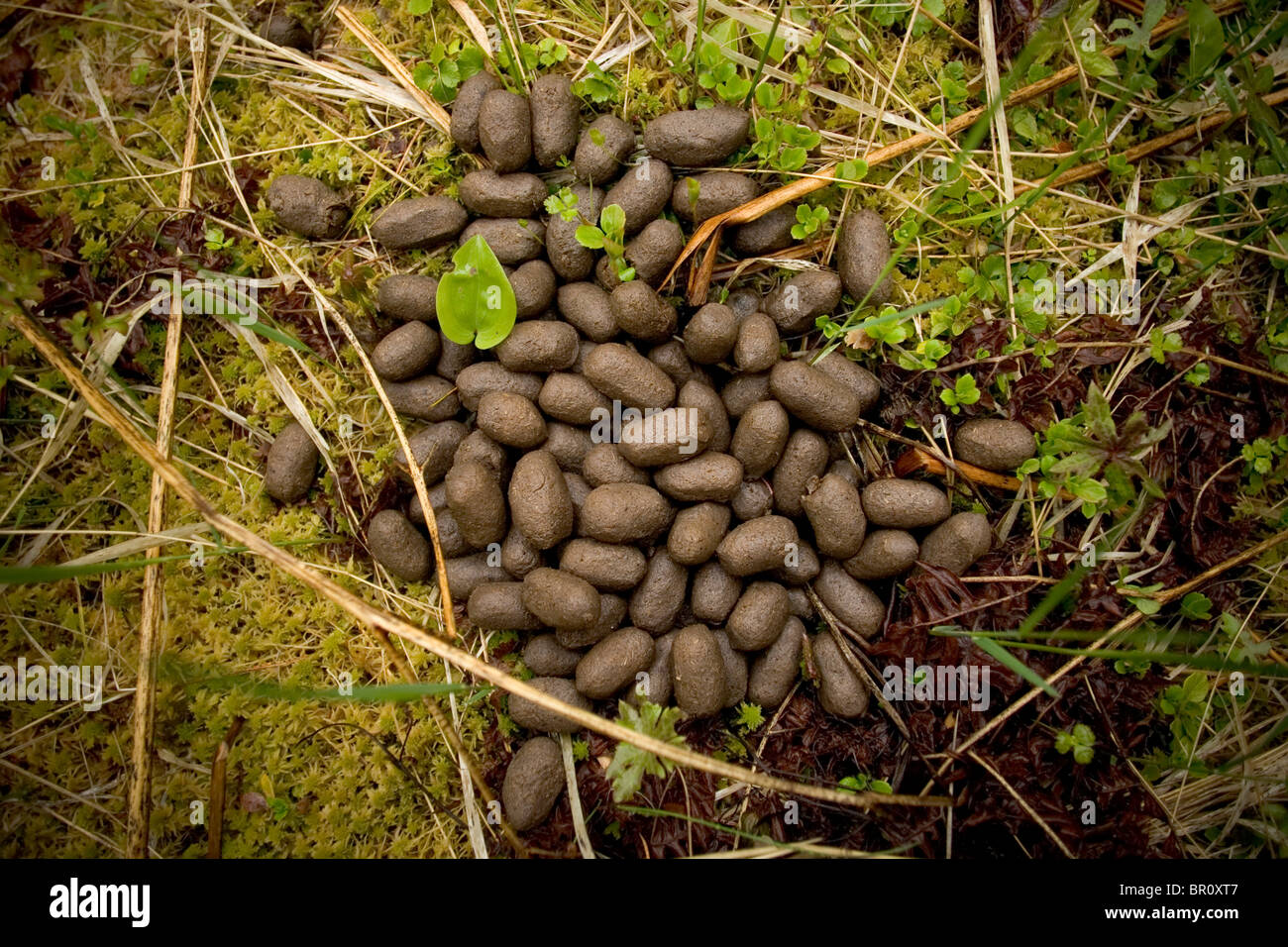 Elch Kot entlang des Weges führt zu #5 Moor in Maine North Woods in der Nähe von Greenville. Stockfoto