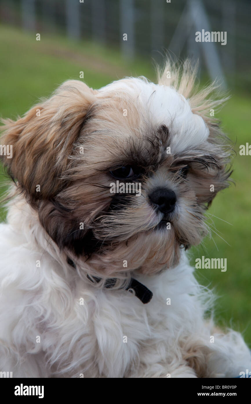 Jack der 13 Wochen alten Shih-Tzu Stockfoto