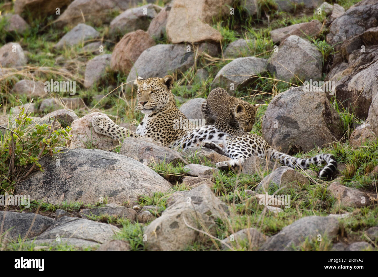Leopard mit Cub (Panthera Pardus), Serengeti Nationalpark, Tansania Stockfoto