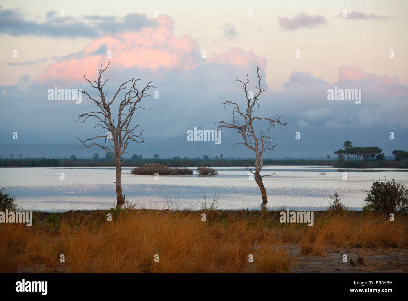 Tote Bäume am See Tagalala, Selous Game Reserve, Tansania Stockfoto