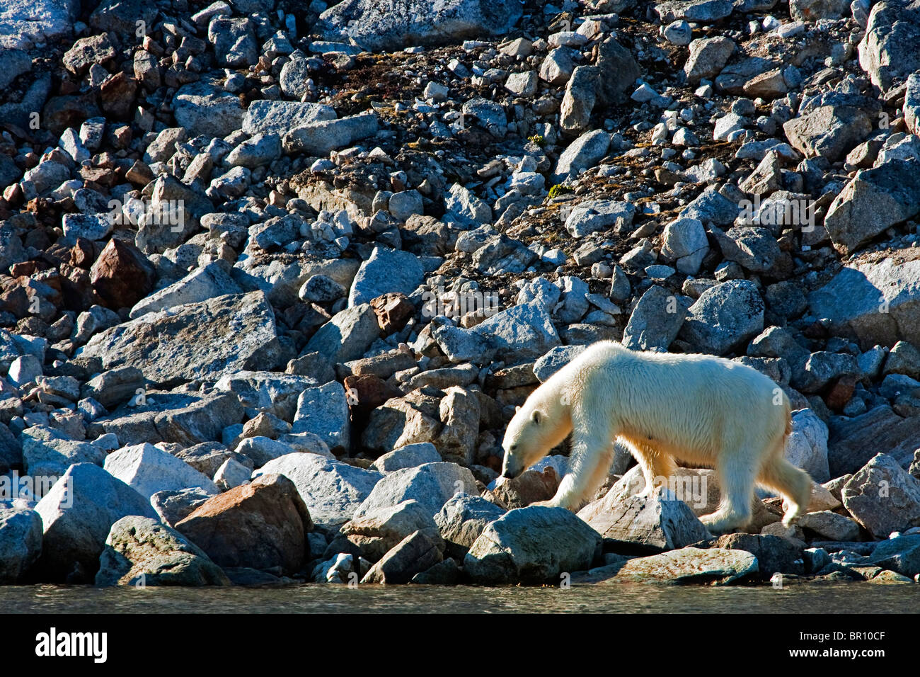 Eisbär (Ursus Maritimus) auf ein Eis gratis arktischen Küste Stockfoto